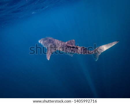 Whale shark in blue waters.