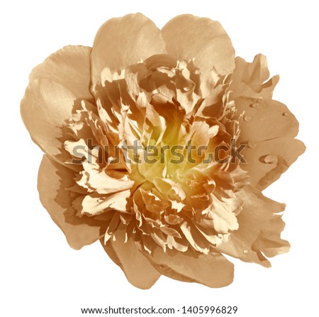 Peony flower light brown on a white isolated background with clipping path. Nature. Closeup no shadows. Garden flower. 
