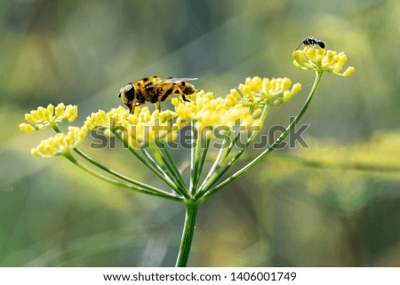 Macro photo of Bee collecting  pollen in nature. Shallow depth of field