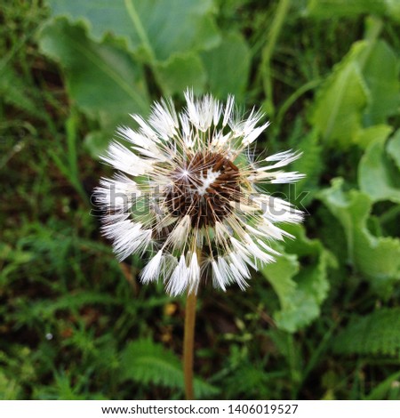 Macro Photo of a fluffy dandelion plant. Dandelion plant with a fluffy white bud. White dandelion flower growing in the ground.
