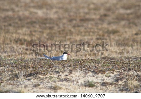 Arctic tern in the tundra