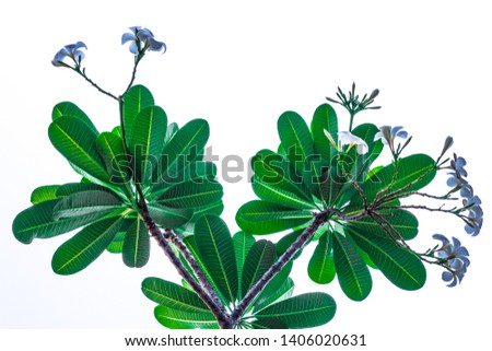 Fresh light green leaves pattern of Plumeria or Frangipani are growing with flowering on tree with clear white background