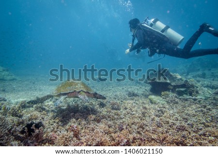 A scuba diver checking out a hawksbill turtle