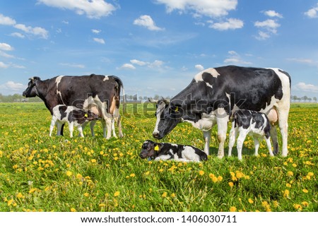 Two mother cows with drinking calves in european pasture Royalty-Free Stock Photo #1406030711