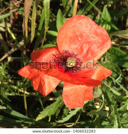 Macro photo nature red poppy flower. Stock photo blooming poppy red flower