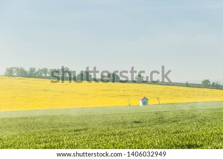 Morning landscape with rapeseed fields and trees on the top of the hill. A white shrine standing in the field of wheat.