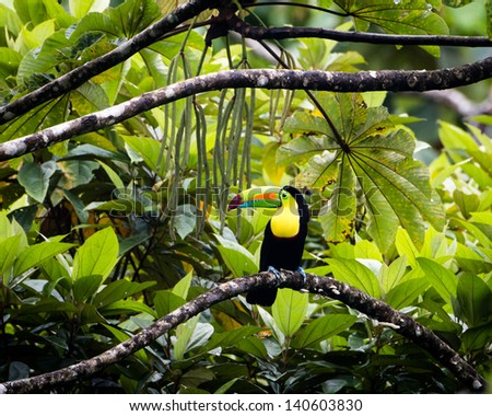 a toucan sits on a tree limb ready to partake in a delicious meal of bean pods in the tree