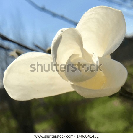 Blooming flower magnolia with green leaves, living natural nature, unusual aroma bouquet flora. Magnolia flower of long pistil, rounded stamen, soft grass. Botanical floral bunch from magnolia flowers