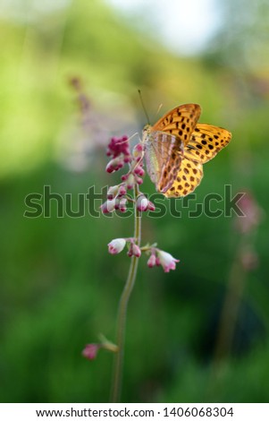 A beautiful butterfly perched on a plant in the garden.
