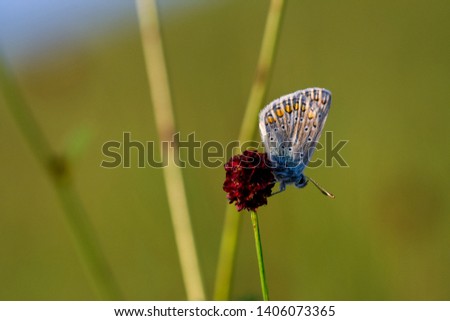 Common blue butterfly with a green bokeh background