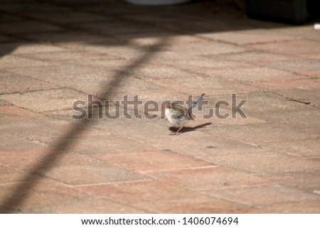 the  superb fairy wren is resting on a brick path
