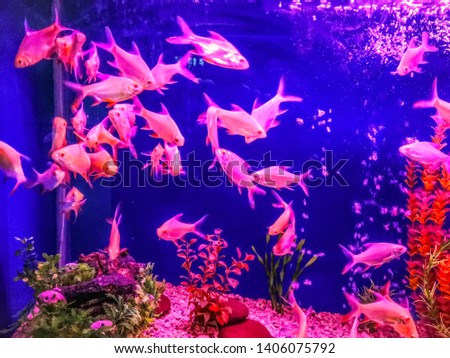 Colorful fishes in a aquarium