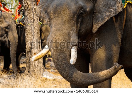 Close up head of elephant. Taken in Buon Me Thuot, Dak Lak, Vietnam.