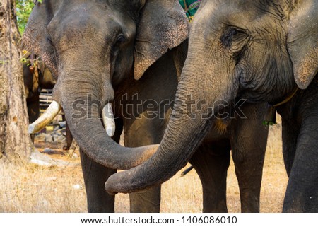 Close up head of elephant. Taken in Buon Me Thuot, Dak Lak, Vietnam.