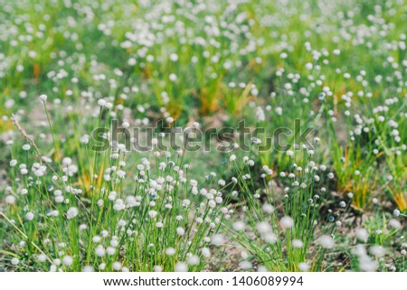 Beautiful plains blackfoot flowers (Eriocaulaceae, Eriocaulon henryanum Ruhle, Silver button) close up at Ubon Ratchathani Thailand