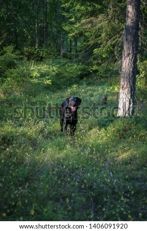 Black labrador retriever growing up. Most of the pictures are photographed in the forest or countryside. Training for retrieving and behaving like a gentleman.