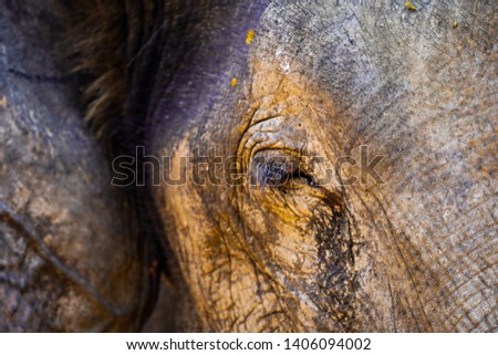 Close up eye of Vietnam elephant