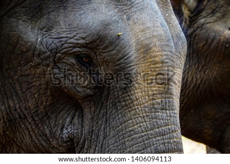 Close up eye of Vietnam elephant