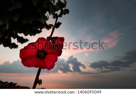 Red flower with cloudy sky 