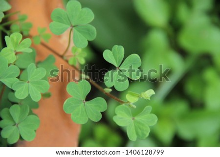 Green plant background close up, Leaves green leaf clover
