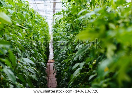 Greenhouse with tomatoes, long aisle between green plants