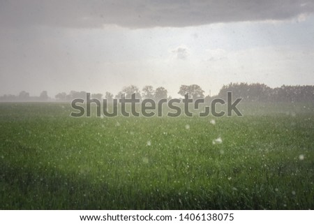 Heavy rain in the green wheat field during the thunderstorm.