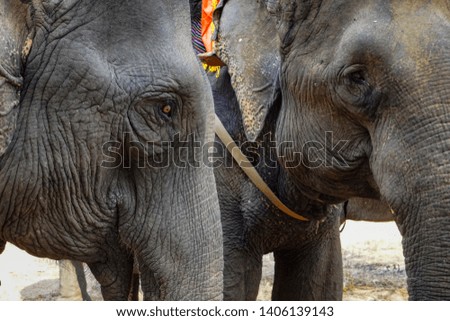 Close up head of Vietnam elephant