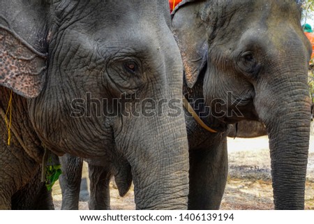 Close up head of Vietnam elephant
