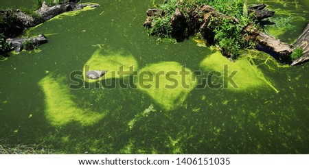 Blue-green algae blooms on water surface due to runoff from fertilized agricultural areas and sewage effluent which are rich in phosphorus and nitrogen that support the growth of algae.  Royalty-Free Stock Photo #1406151035