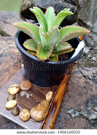 a green lovely Kalanchoe plant with white candles in a black pot on a piece of wood with letter C sign stones and wooden stick on a rocky cliff in summer natural light,Thailand