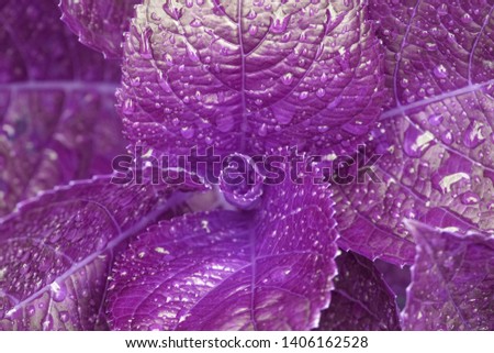Macro purple leaf of Hydrangea plant with raindrops texture background at bana hill danang vietnam