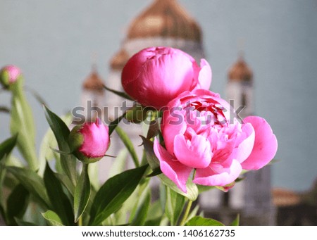 beautiful flower garden peony on the background of an Orthodox church