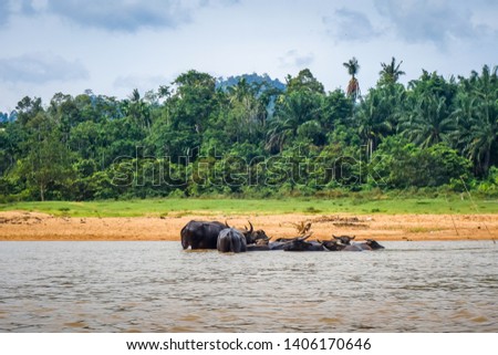 Wild buffalos in a River, Taman Negara national park, Malaysia, Asia Royalty-Free Stock Photo #1406170646