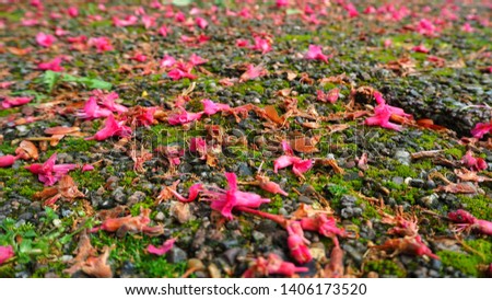 fallen pink chestnut flowers and moss on the road