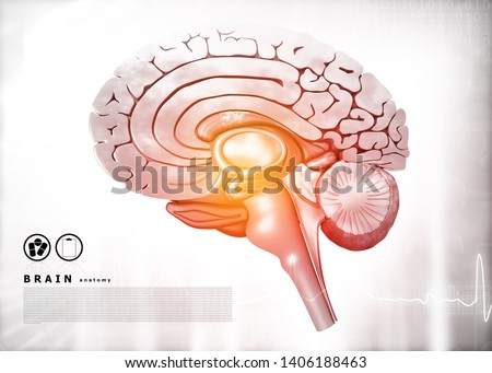 Cross section of human brain on medical background. 3d illusstration	