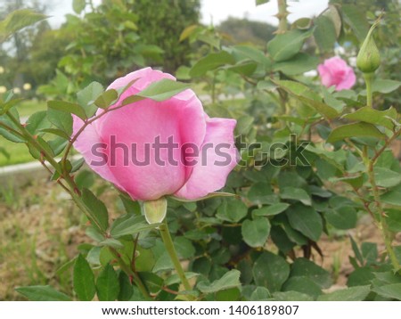 beautiful pink rose bud in rose garden