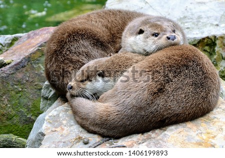 The Eurasian otter (Lutra lutra), other names: European otter, Eurasian river otter. Two cute cuddling otters. Otters in love. Closeup