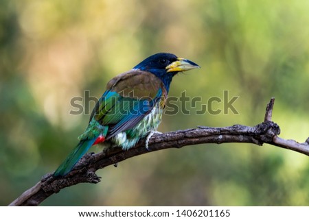 Green Great Barbet Bird, Indian Bird, Sattal Birding