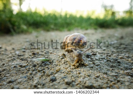 Close up view of a snail crawling over a walkway
