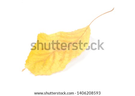 Collection beautiful colorful autumn cherry leaves isolated on white background