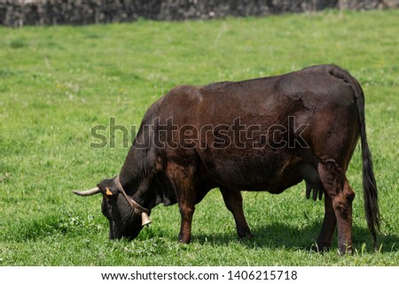 Capture of a black cow in Madrid, Spain.