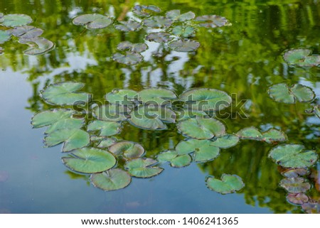 Lily leaves in a pond in a park.  On the water, the reflection of trees and light ripples.