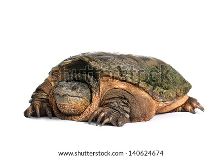 Common Snapping Turtle Royalty-Free Stock Photo #140624674
