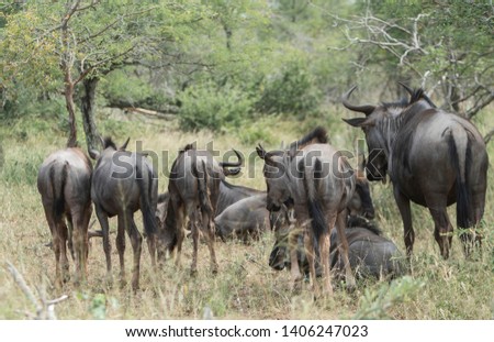 herd of wildebeests grazing in the savannah