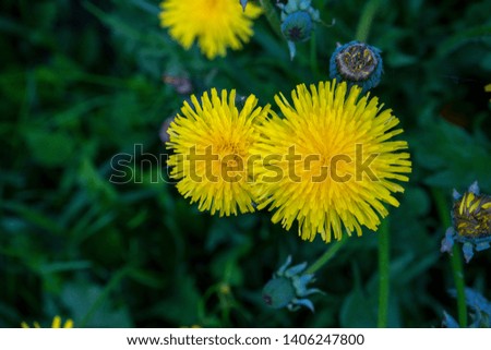 Yellow dandelion flowers on a background of green grass. In shape, they resemble the sun. The picture was taken on a sunny day on the lawns of the city. Season spring.