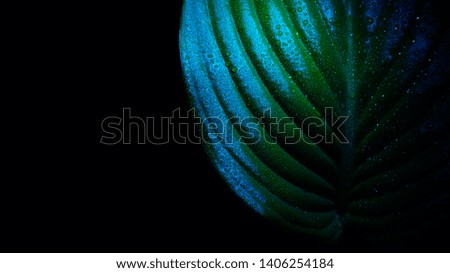 Host leaf with raindrops in ultraviolet light isolated on black background. Macro. Uv light