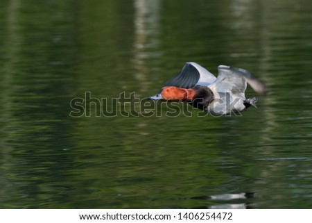 common pochard in flight over the boating lake at regents park London
