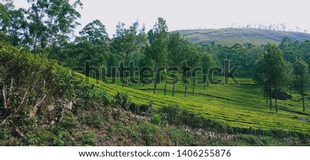the rows and columns of munnar hillstation