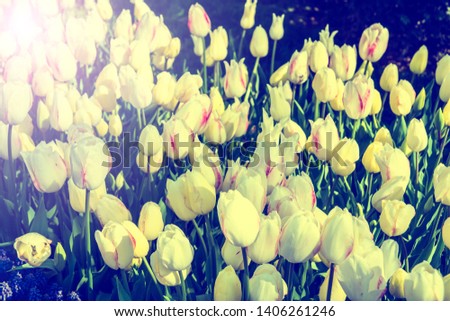 White tulips in pastel coral tints at blurry background, closeup. Fresh spring flowers in the garden with soft sunlight for your horizontal floral poster, wallpaper or holidays card. 