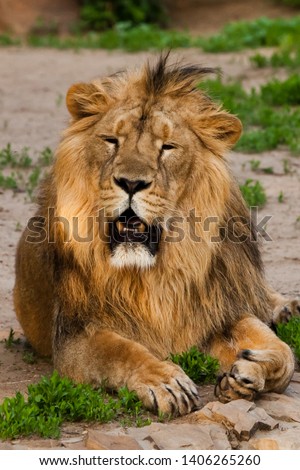 A handsome male lion with a gorgeous mane close-up against the backdrop of greenery, a powerful beautiful animal the lion king.